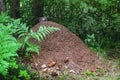 The big ant hill in a coniferous forest Royalty Free Stock Photo