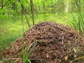 The big ant hill in coniferous wood Royalty Free Stock Photo