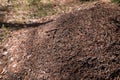 Big ant hill in European forest at morning light. Anthill, formicary nest structure made of pine tree needles stacked on top of Royalty Free Stock Photo