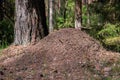 Big ant hill in European forest at morning light. Anthill, formicary nest structure made of pine tree needles stacked on top of Royalty Free Stock Photo