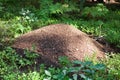 Big ant hill in the forest Royalty Free Stock Photo