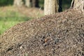 Big ant hill in the forest Royalty Free Stock Photo