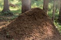 Big ant hill in forest of Karelia, Russia Royalty Free Stock Photo