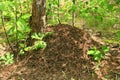 Big ant hill in the forest Royalty Free Stock Photo