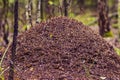 Big ant hill home  in the summer forest Royalty Free Stock Photo