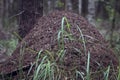 Big ant hill home  in the summer forest Royalty Free Stock Photo