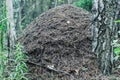 Big ant hill home  in the summer forest Royalty Free Stock Photo