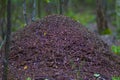 Big ant hill home  in the summer forest Royalty Free Stock Photo