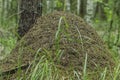 Big ant hill home  in the summer forest Royalty Free Stock Photo