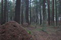Big ant hill in the middle of the autumn spruce forest