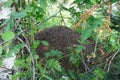 Big ant hill nestled among foliage in summer forest. Royalty Free Stock Photo