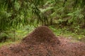 Big ant hill in the summer forest Royalty Free Stock Photo