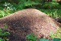 Big ant hill in the forest Royalty Free Stock Photo