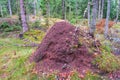 Big Ant hill in a woodland Royalty Free Stock Photo