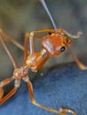 A big red ant on a tree Royalty Free Stock Photo