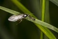 A big ant with wings and a small one next to it Royalty Free Stock Photo