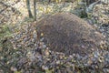 Big anthill in the autumn forest. Royalty Free Stock Photo