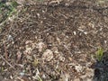 Big anthill with colony of ants in forest. Ants on the ant hill in the woods closeup, macro Royalty Free Stock Photo