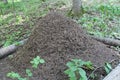 Big anthill with colony of ants in forest. Ants on the ant hill in the woods closeup, macro Royalty Free Stock Photo
