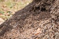 Big anthill with colony of ants in forest woods Royalty Free Stock Photo