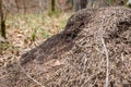 Big anthill with colony of ants in forest woods Royalty Free Stock Photo