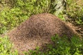 Big anthill with colony of ants in summer forest Royalty Free Stock Photo
