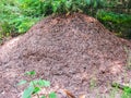 Big anthill with colony of ants in summer forest