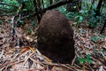 Big anthill with colony of ants in summer forest. Royalty Free Stock Photo