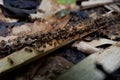 termite with colony of ants in summer forest.