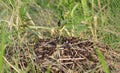 Big anthill in the forest grass ! Royalty Free Stock Photo