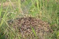 Big anthill in the forest grass ! Royalty Free Stock Photo