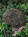 Big anthill in the forest in summer Royalty Free Stock Photo