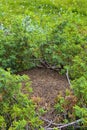 Big anthill in forest of Hemsedal, Norway