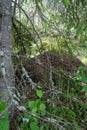 Big anthill in a green forest