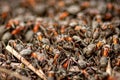 Big anthill and nest of formica rufa, also known as the red wood ant Royalty Free Stock Photo