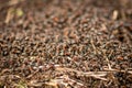 Big anthill and nest of formica rufa, also known as the red wood ant Royalty Free Stock Photo