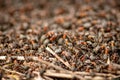 Big anthill and nest of formica rufa, also known as the red wood ant Royalty Free Stock Photo