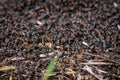 Big anthill and nest of formica rufa, also known as the red wood ant Royalty Free Stock Photo