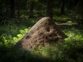 big anthill - Red wood ant (Formica rufa) in a forest Royalty Free Stock Photo