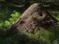 big anthill - Red wood ant (Formica rufa) in a forest Royalty Free Stock Photo