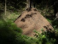 big anthill - Red wood ant (Formica rufa) in a forest Royalty Free Stock Photo