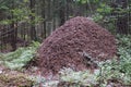 Big anthill in the spruce forest