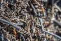 Big anthill in woods. Big anthill with colony of ants in summer forest, macro Royalty Free Stock Photo