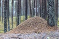 Big anthill in the woods. Big anthill with colony of ants in forest Royalty Free Stock Photo