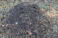 Big anthill in the woods. Big anthill with colony of ants in forest