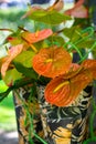 Laceleaf Anturis flowering plant in a pot