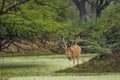 big antler male spotted deer or chital cheetal or axis axis in wild natural green scenic landscape background in winter outdoor