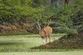 big antler male spotted deer or chital cheetal or axis axis in wild natural green scenic landscape background in winter outdoor Royalty Free Stock Photo