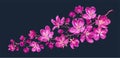 Vector branch with spring pink flowers. Realistic branch of a fruit tree. Royalty Free Stock Photo