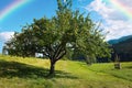 Big apple tree on green meadow near mountain forest and beautiful = rainbow in blue sky Royalty Free Stock Photo